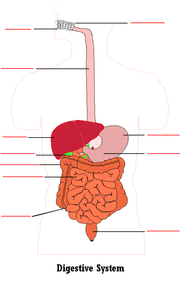 digestivesystem.gif
